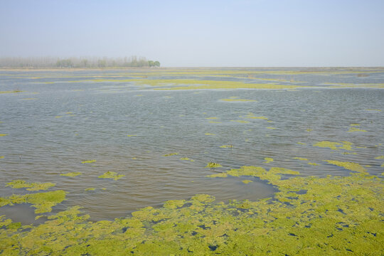 春天长了水藻的湖泊