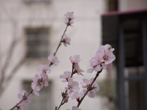 初春的桃花