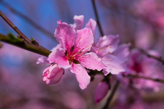 桃花