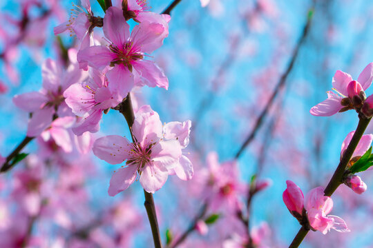 桃花