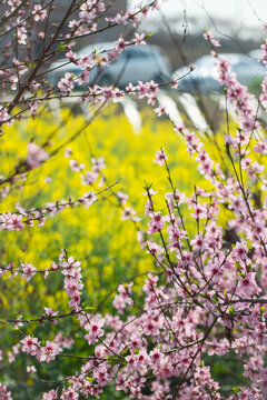 桃花林