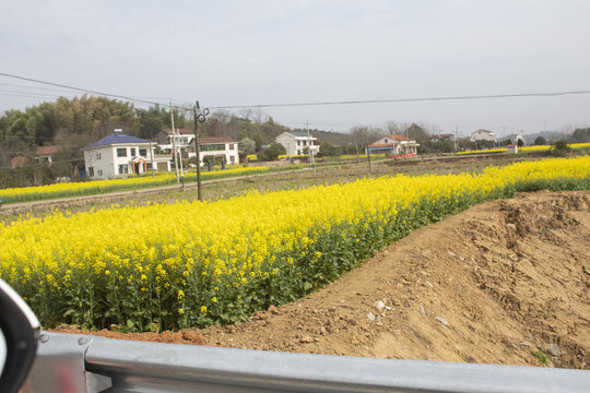 油菜花