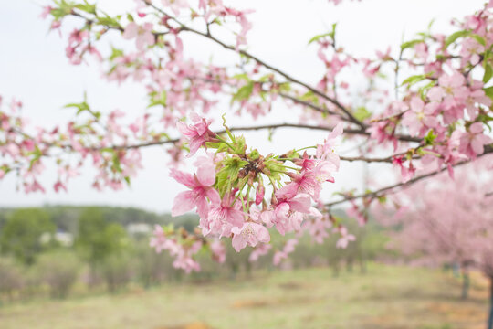 樱花