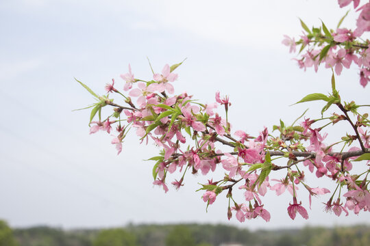 樱花