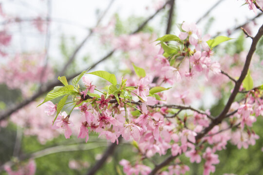 樱花