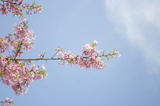 樱花