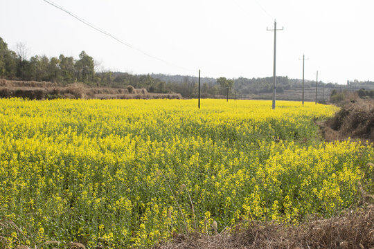 油菜花田