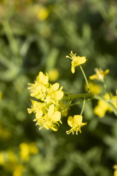 油菜花