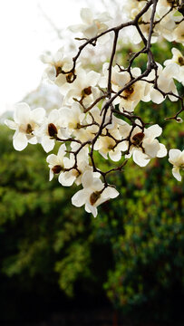 白色玉兰花