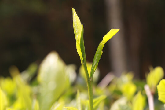 春季茶叶新芽