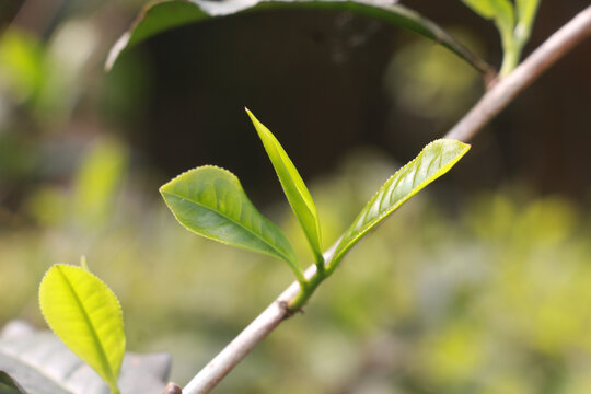 春季茶叶新芽