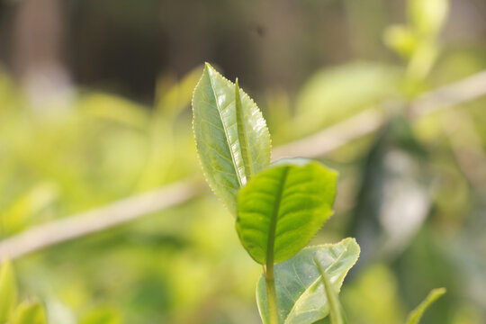 春季茶叶新芽