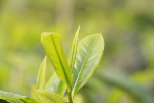 春季茶叶新芽