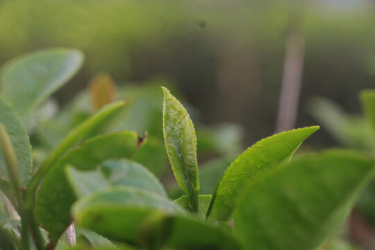 春季茶叶新芽