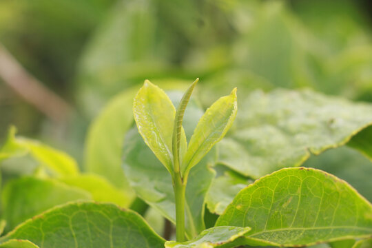 春季茶叶新芽