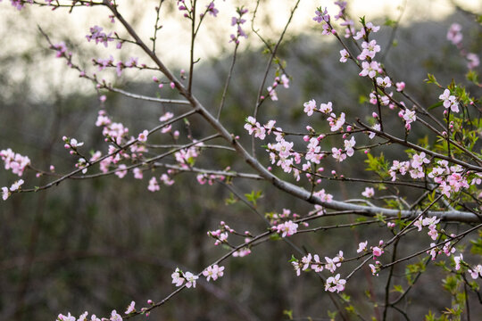 桃花