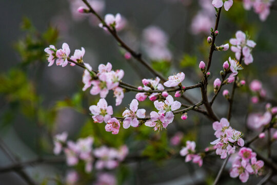 桃花