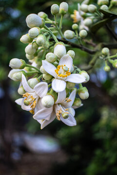 橘红花