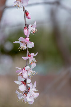 山桃花枝