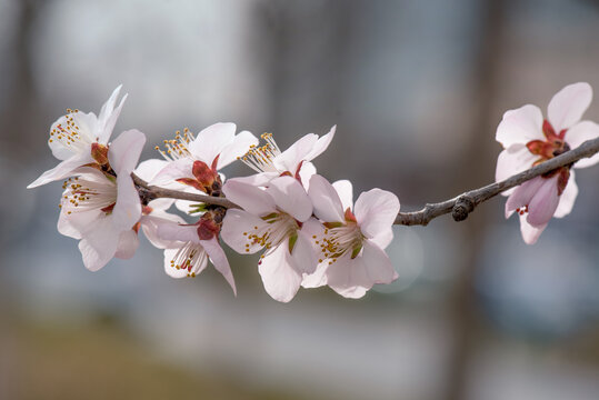 山桃花