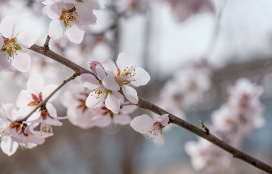 山桃花