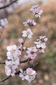 山桃花