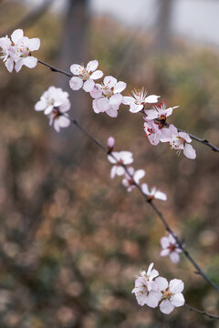 山桃花