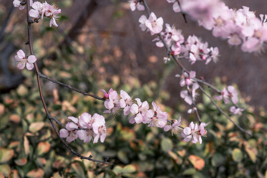 山桃花