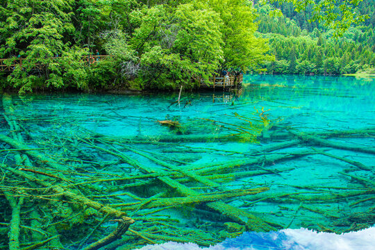 九寨沟箭竹海