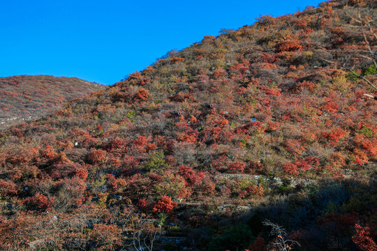 坡峰岭秋景