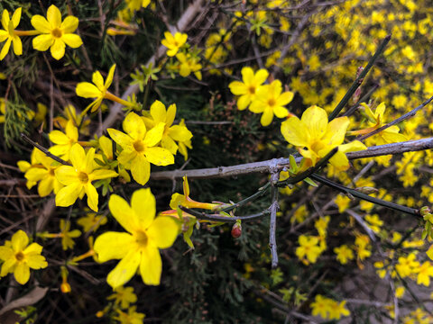 小黄花