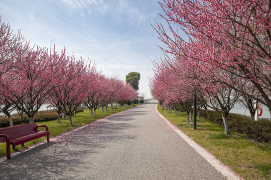 樱花大道