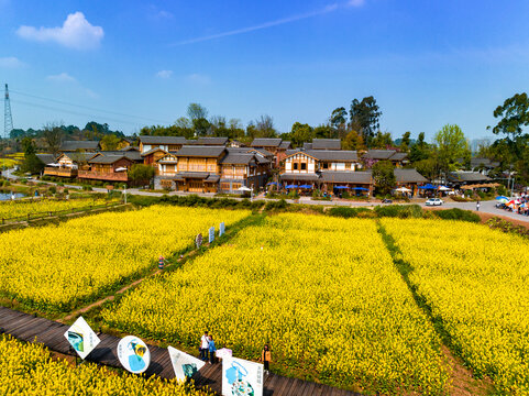 成都官塘新村油菜花