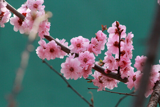 桃花