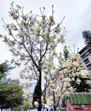 白玉兰花枝