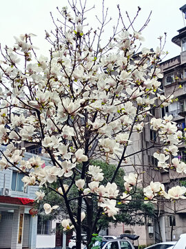 白玉兰花枝盛开