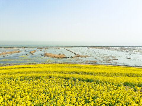 春天金色油菜花田