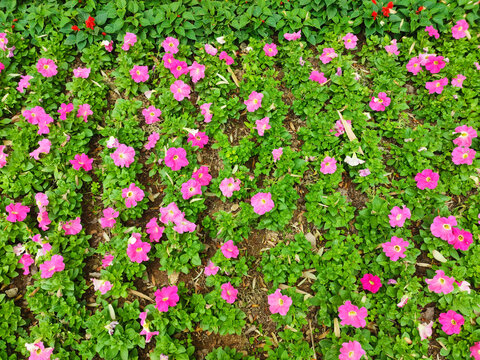 碧冬茄矮牵牛花丛