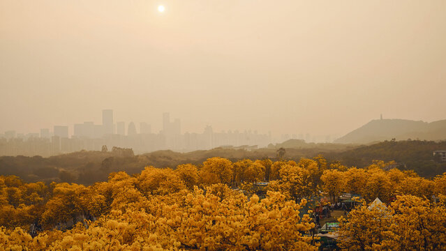 黄花风铃木