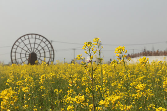 油菜花