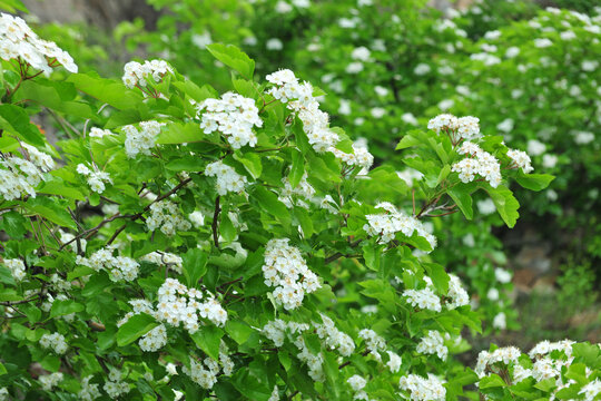 大片山楂树花