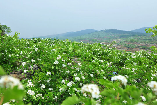 大面积山楂花