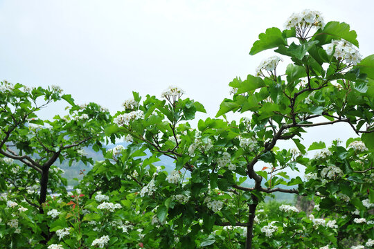 春天山楂树开花