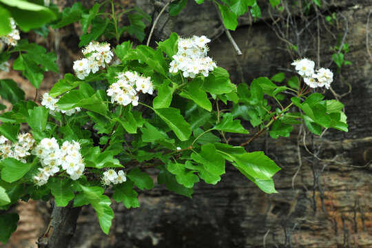 山楂花