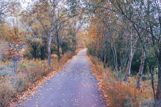 秋天树林小路落叶