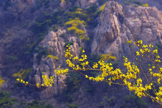 野生连翘花