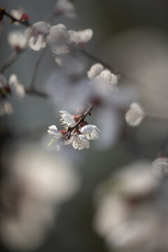 春天杏花梨花盛开