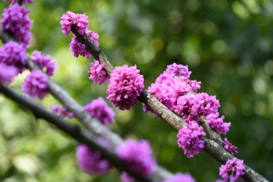 紫荆花