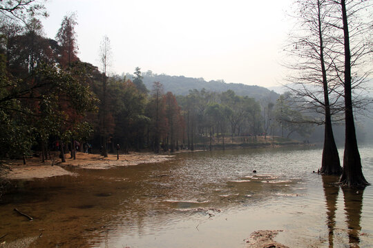 红色水杉