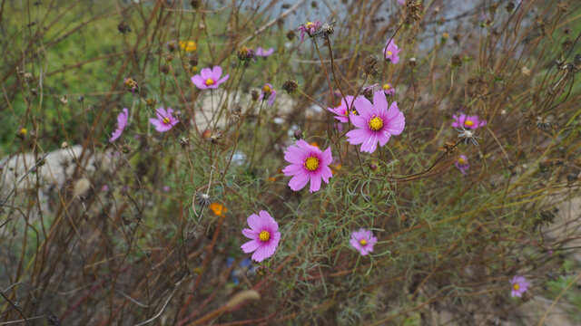 波斯菊